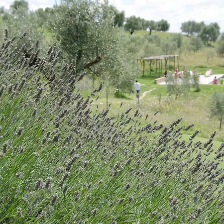 Feriehus The Lazy Olive - Podere Finerri *