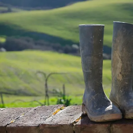 The Lazy Olive - Podere Finerri