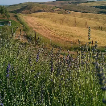 The Lazy Olive - Podere Finerri