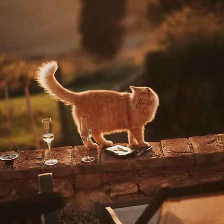 Feriehus The Lazy Olive - Podere Finerri Asciano