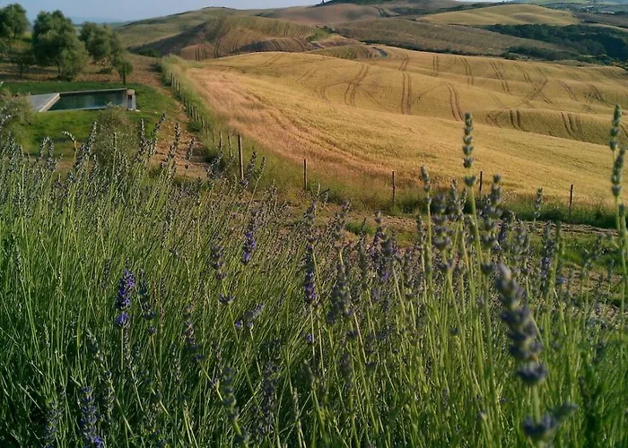 The Lazy Olive - Podere Finerri