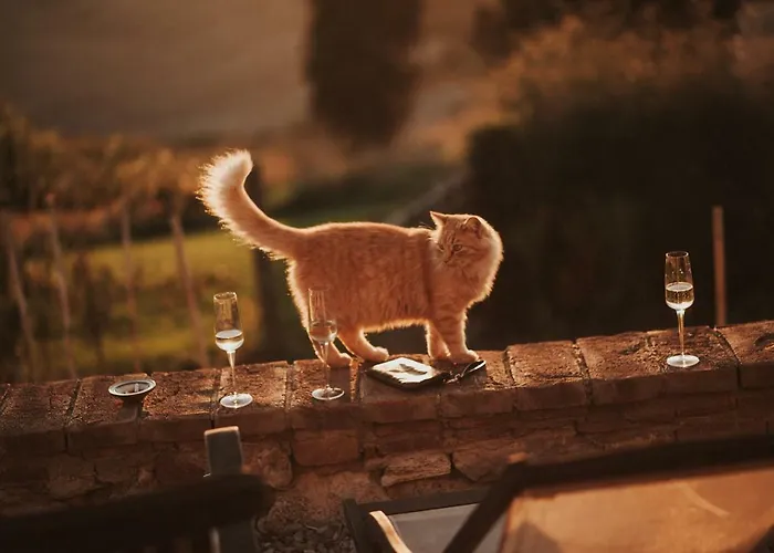בית נופש The Lazy Olive - Podere Finerri אסיאנו
